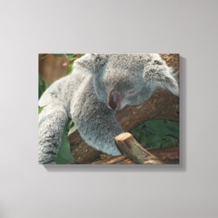 Koala Leinwanddruck