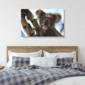 Koala Leinwanddruck (Insitu (Schlafzimmer))