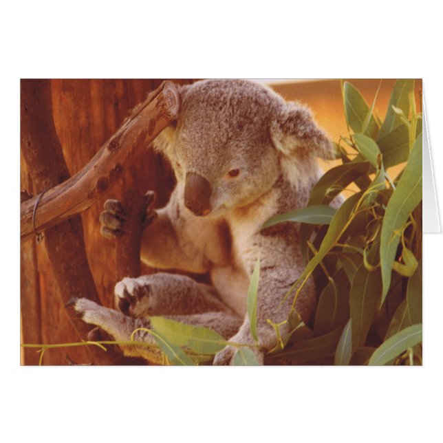 Koala Liebe (Vorderseite (Horizontal))