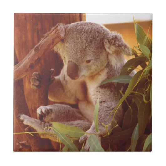 Koala Liebe Fliese (Vorderseite)