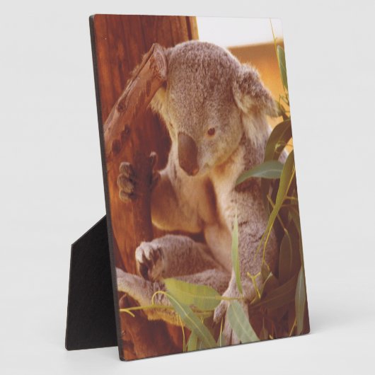 Koala Liebe Fotoplatte (Seite)