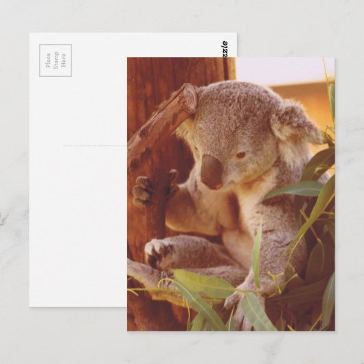 Koala Liebe Postkarte (Vorne/Hinten)