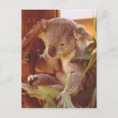 Koala Liebe Postkarte (Vorderseite)