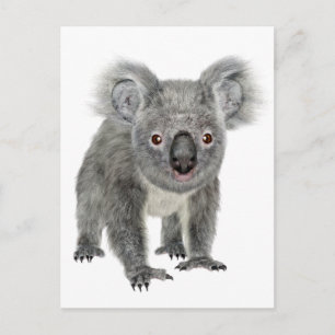 Koala Looking Forward Postkarte