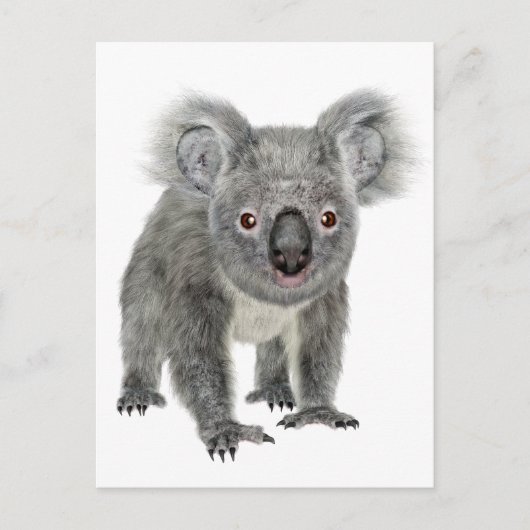 Koala Looking Forward Postkarte (Vorderseite)