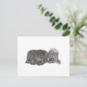 Koala Lying Down Postkarte (Stehend Vorderseite)