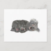 Koala Lying Down Postkarte (Vorderseite)