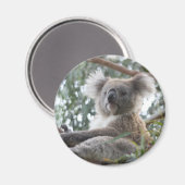 Koala Magnet (Vorderseite/Rückseite)