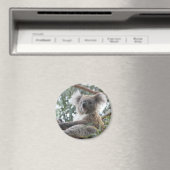 Koala Magnet (In Situ (Geschirrspüler))