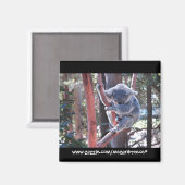 Koala Magnet (Vorderseite/Rückseite)