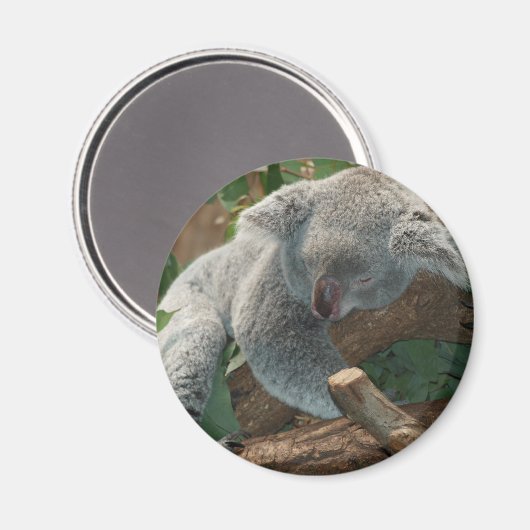Koala Magnet (Vorderseite/Rückseite)