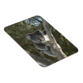 Koala Magnet (Rechte Seite)