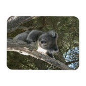 Koala Magnet (Horizontal)