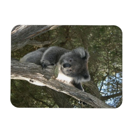 Koala Magnet (Horizontal)