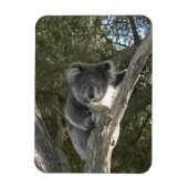 Koala Magnet (Vertikal)