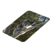 Koala Magnet (Linke Seite)