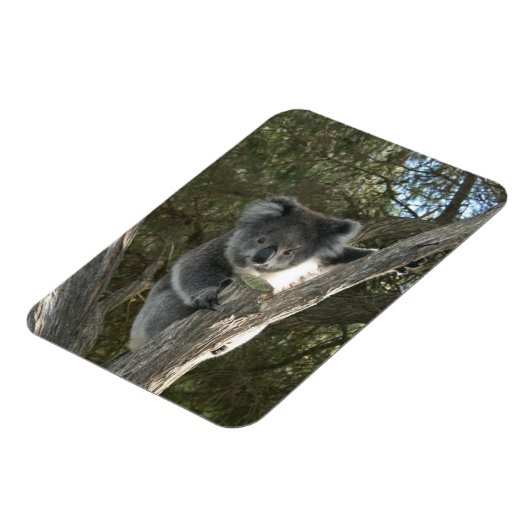 Koala Magnet (Linke Seite)