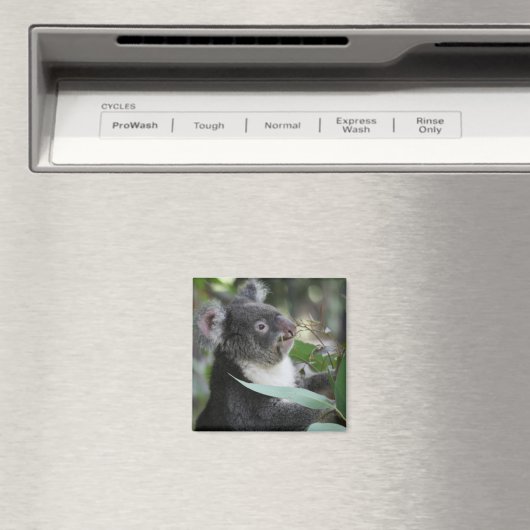 Koala Magnet (In Situ (Geschirrspüler))