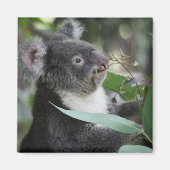 Koala Magnet (Vorne)