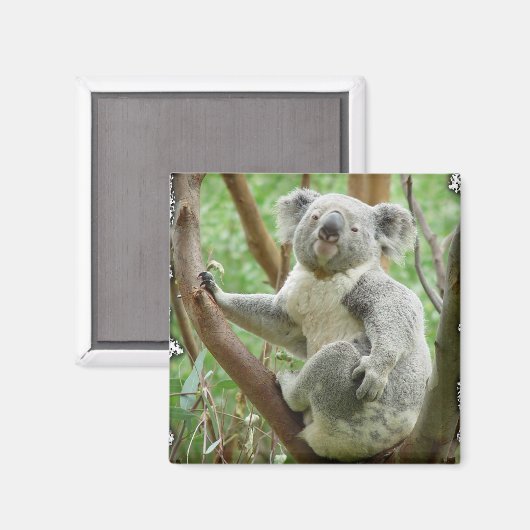 Koala Magnet (Vorderseite/Rückseite)