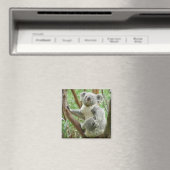 Koala Magnet (In Situ (Geschirrspüler))