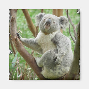 Koala Magnet
