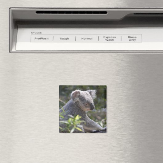 Koala Magnet (In Situ (Geschirrspüler))