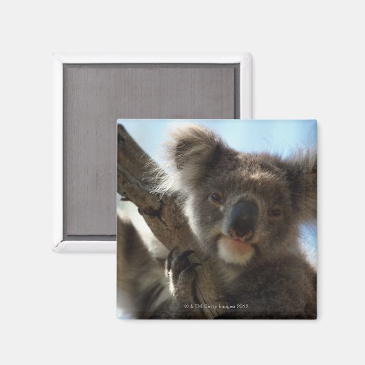 Koala Magnet (Vorderseite/Rückseite)
