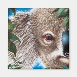 Koala-Magnet Magnet