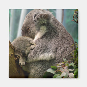 Koala Mama und New Baby Magnet