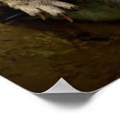 Koala Mama und New Baby Poster (Ecke)