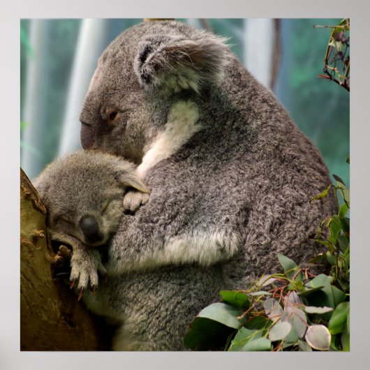 Koala Mama und New Baby Poster (Vorne)