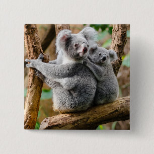 Koala mit Baby in einem Baum in Australien Button
