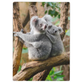 Koala mit Baby in einem Baum in Australien Klemmbrett (Rückseite)