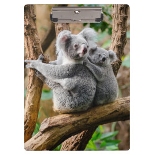 Koala mit Baby in einem Baum in Australien Klemmbrett