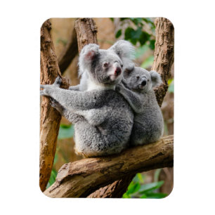 Koala mit Baby in einem Baum in Australien Magnet