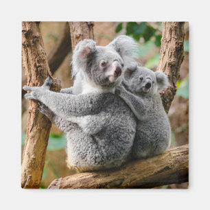 Koala mit Baby in einem Baum in Australien Magnet
