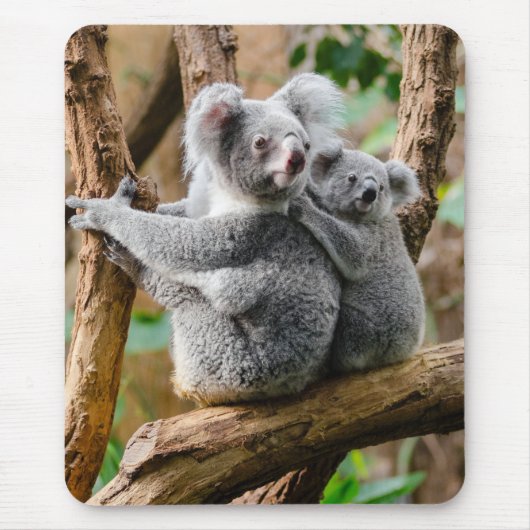 Koala mit Baby in einem Baum in Australien Mousepad (Vorne)
