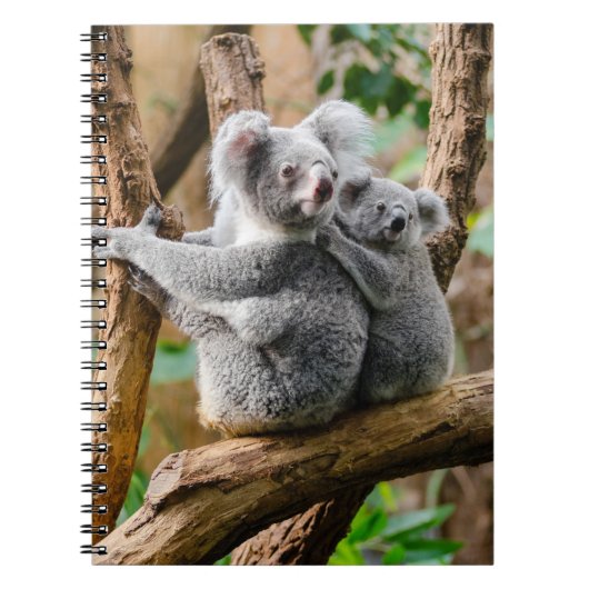 Koala mit Baby in einem Baum in Australien Notizblock (Vorderseite)