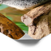 Koala mit Baby in einem Baum in Australien Poster (Ecke)