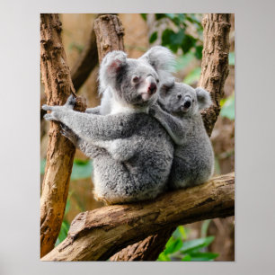 Koala mit Baby in einem Baum in Australien Poster