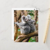 Koala mit Baby in einem Baum in Australien