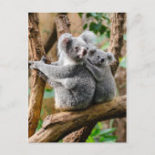 Koala mit Baby in einem Baum in Australien Postkarte (Vorderseite)