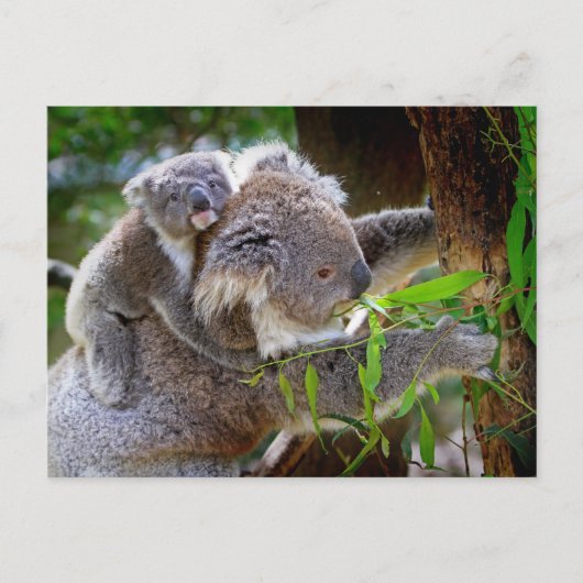 Koala Mom Postkarte (Vorderseite)