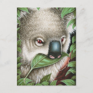 Koala Munching a leaf Postcard Postkarte