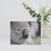 Koala Nah-up Foto Postkarte (Stehend Vorderseite)