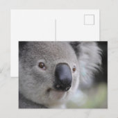 Koala Nah-up Foto Postkarte (Vorne/Hinten)
