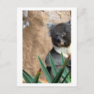 Koala Nah-up Postkarte