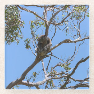 Koala Nickerchen Glasuntersetzer