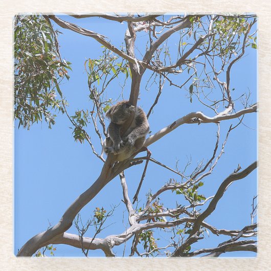 Koala Nickerchen Glasuntersetzer (Vorderseite)
